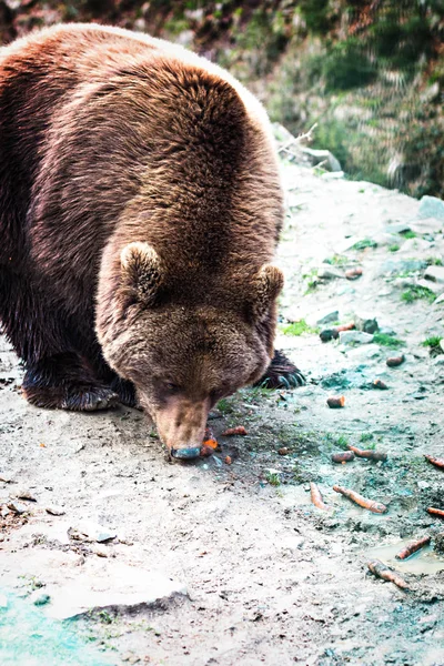 Bruine beer in het reservaat. — Stockfoto
