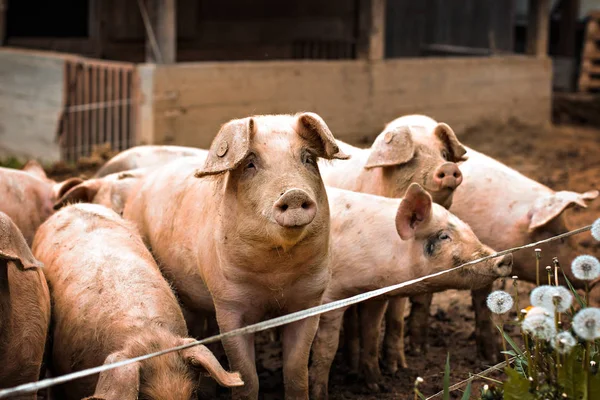 Schweine auf dem Hof. — Stockfoto