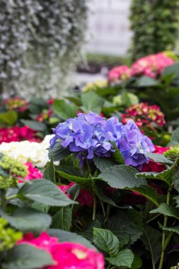 Hydrangea Macrophylla