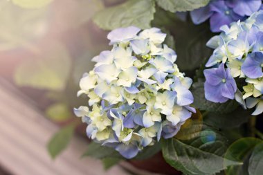 Hydrangea Macrophylla