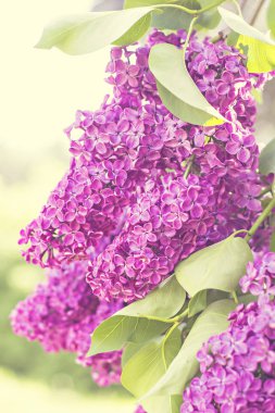 Leylak ağacının Bahar, çiçekler