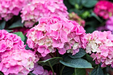 Hydrangea Macrophylla