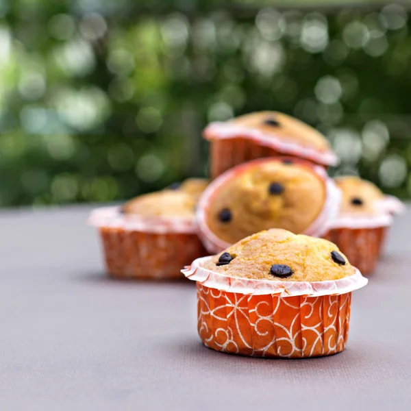 Homemade vanilla cupcakes with chocolate drops. — Stock Photo, Image