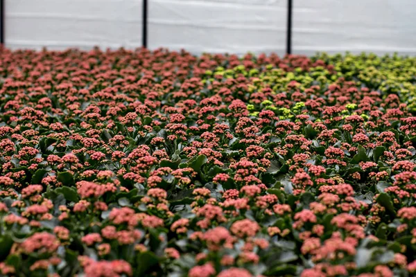 花の苗。花の苗のあるポット付きの大きな温室. — ストック写真