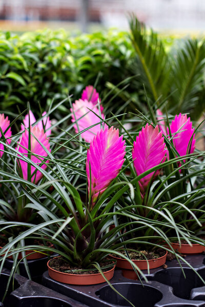Pink Quill (Wallisia Cyanea)