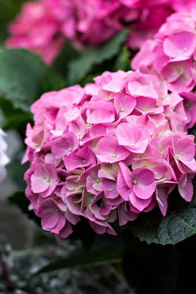 Hydrangea Macrophylla — Stockfoto