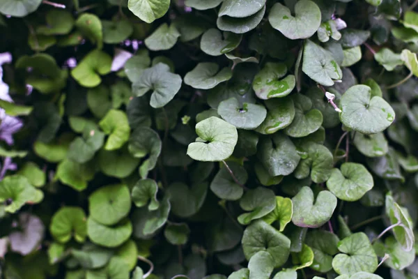 Hintergrund der grünen Blätter. Natürlicher Hintergrund. — Stockfoto