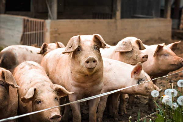 Schweine auf dem Hof. — Stockfoto