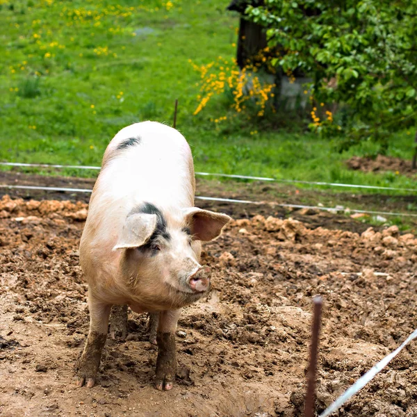 Pigs on the farm.