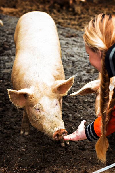 Pigs on the farm.