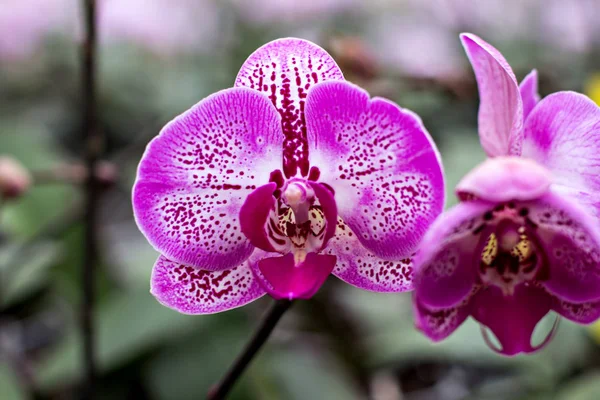 Schöne weiß-rosa Orchidee — Stockfoto