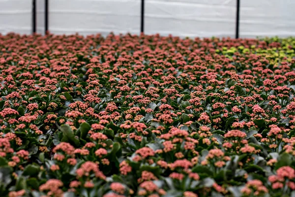 花の苗。花の苗のあるポット付きの大きな温室. — ストック写真