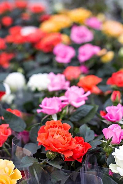 Rose nel vaso da fiori. Rose in crescita . — Foto Stock