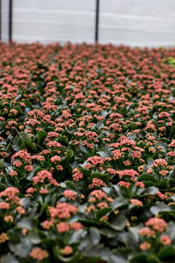 Çiçek tohumları. Çiçekli saksılarla dolu büyük bir sera..