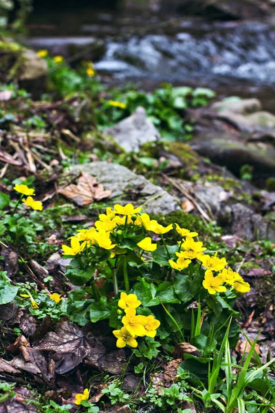 Μικρά, κίτρινα ανοιξιάτικα λουλούδια στα βουνά. — Φωτογραφία Αρχείου