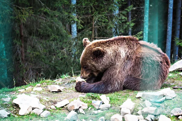 Urso castanho na reserva . — Fotografia de Stock