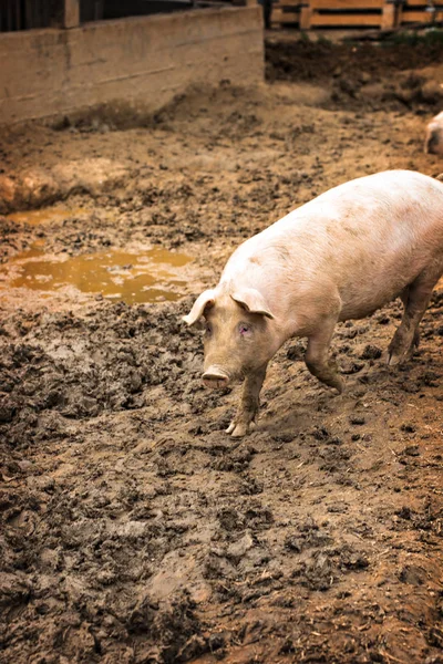 Porcs à la ferme. — Photo