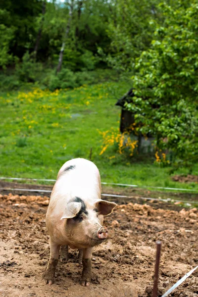 Pigs on the farm. — Stock Photo, Image