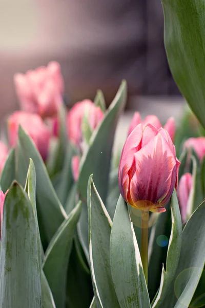 Een heleboel tulpen op een tentoonstelling van bloemen. — Stockfoto