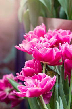 Lale çiçek bir sergi, bir sürü.