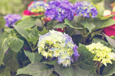 Hydrangea Macrophylla