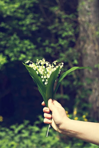女性の手で谷間のユリの花束. — ストック写真