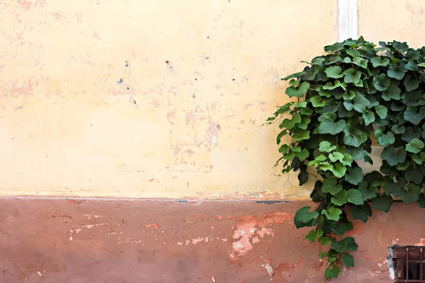 Die alte Mauer, die rissige Farbe. — Stockfoto