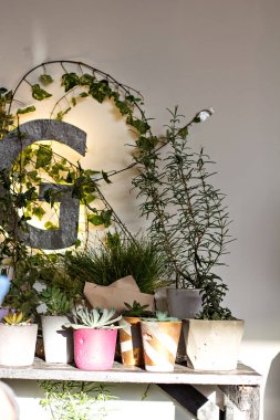 succulents ile kompozisyon.