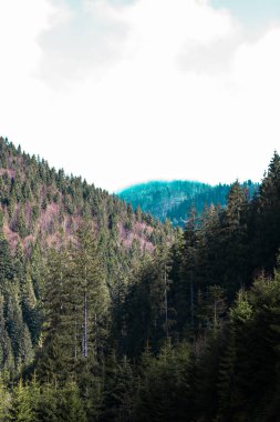 Dağlarda kez izlendi. Dağlarda manzara. 