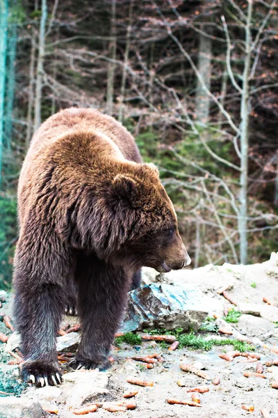 Bruine beer in het reservaat. — Stockfoto