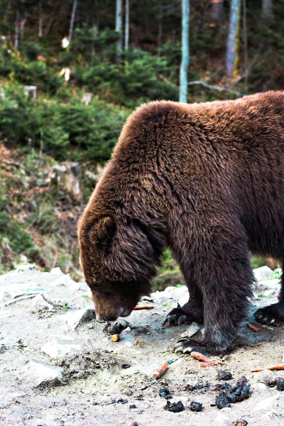 Bruine beer in het reservaat. — Stockfoto