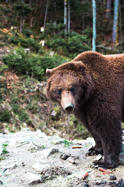 Oso pardo en la reserva . — Foto de Stock