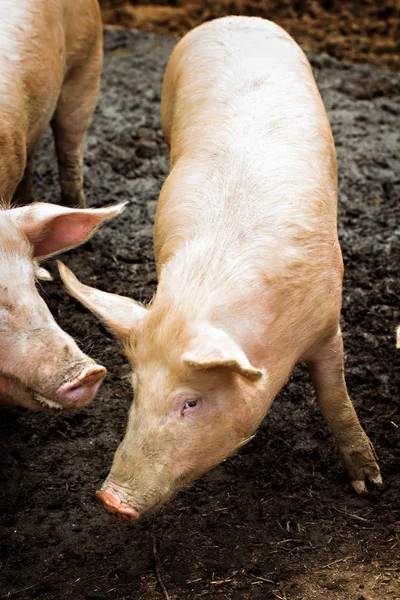 Свиньи на ферме. — стоковое фото