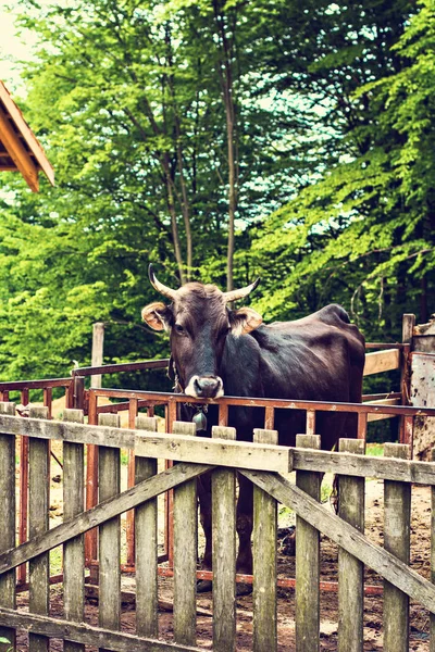 Bulle auf dem Bauernhof im Stall. — Stockfoto