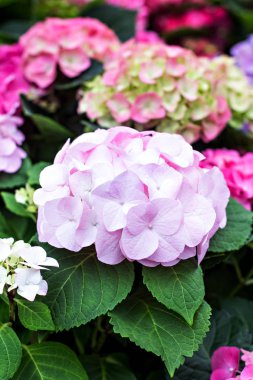 Hydrangea Macrophylla