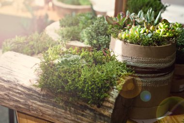 succulents ile kompozisyon.