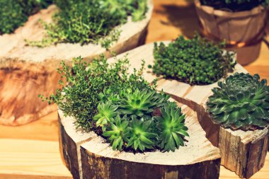 succulents ile kompozisyon.