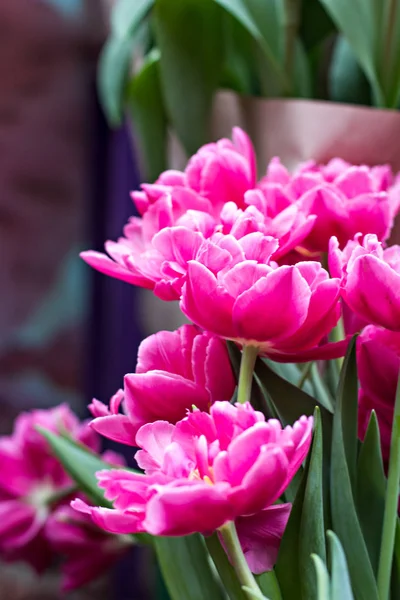 Sporo tulipany na wystawie kwiatów. — Zdjęcie stockowe