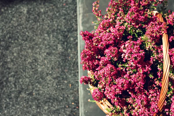 Heather bloemen in een rieten mand. — Stockfoto