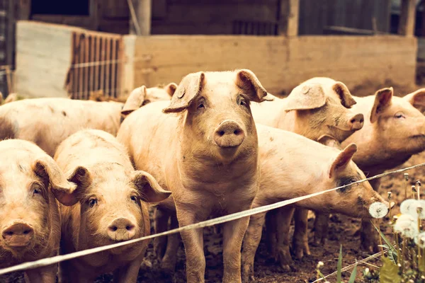 Çiftlikteki domuzlar. — Stok fotoğraf