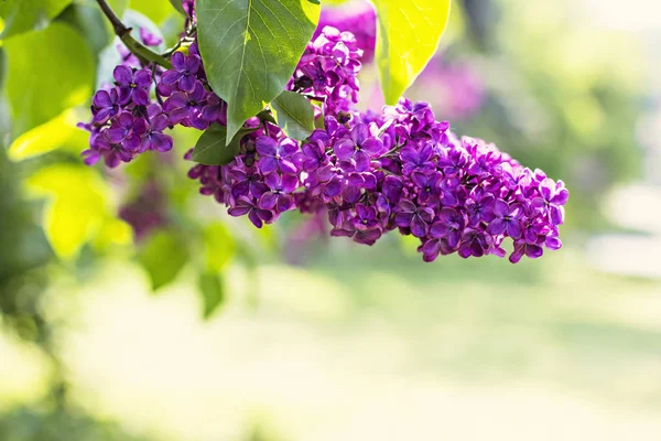 Flowers of lilac tree at spring — Stock Photo, Image