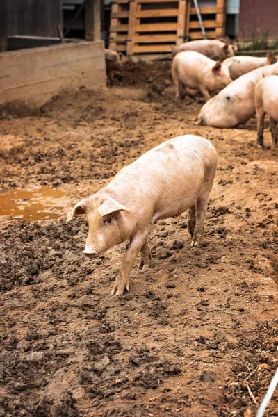 Schweine auf dem Hof. — Stockfoto