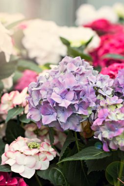 Hydrangea Macrophylla