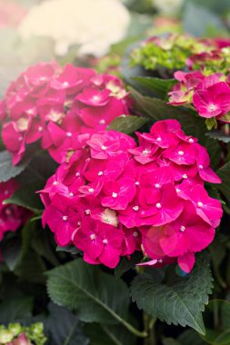 Hydrangea Macrophylla