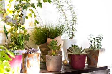 İç mekan bitkileri ile raf. Saksı bitkileri