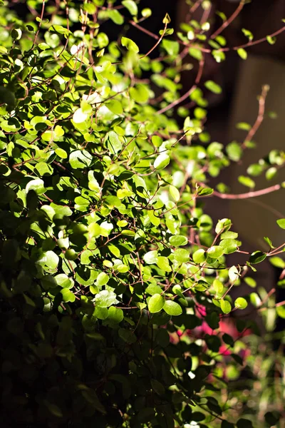 Estante con plantas de interior. plantas en maceta — Foto de Stock