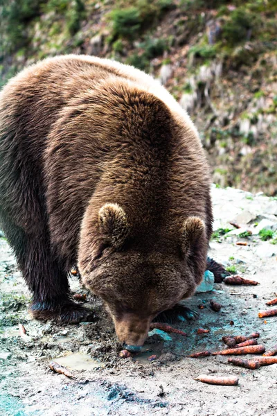 Niedźwiedź brunatny w rezerwie. — Zdjęcie stockowe