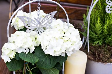 Hydrangea Macrophylla