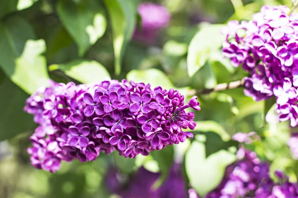 stock image flowers of lilac tree at spring