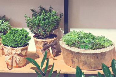 succulents ile kompozisyon.